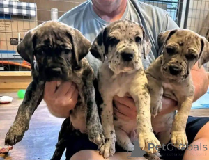 Foto №1. cane corso italiano - zum Verkauf in der Stadt Aalborg | 1€ | Ankündigung № 173408