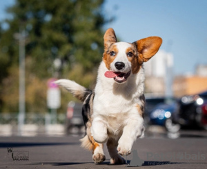 Zusätzliche Fotos: Welsh Corgi Cardigan, Welpe