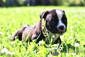Foto №4. Ich werde verkaufen american bully in der Stadt Ramenskoje. vom kindergarten - preis - 755€