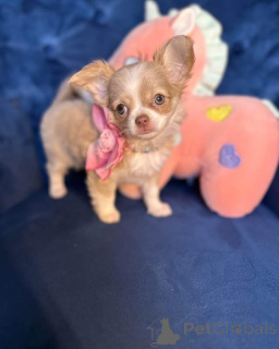 Foto №3. Wunderschöne Chihuahua-Welpen suchen ein liebevolles Zuhause. Österreich