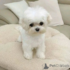 Foto №3. Lernen Sie Luca kennen, den kleinen Wächter mit dem riesigen Herzen. Deutschland