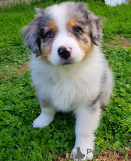Foto №2 zu Ankündigung № 168167 zu verkaufen australian shepherd - einkaufen Griechenland quotient 	ankündigung
