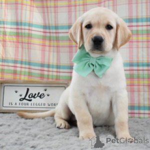 Foto №1. labrador retriever - zum Verkauf in der Stadt Frankfurt | 600€ | Ankündigung № 172780