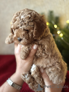 Foto №2 zu Ankündigung № 161954 zu verkaufen maltipu - einkaufen Russische Föderation züchter