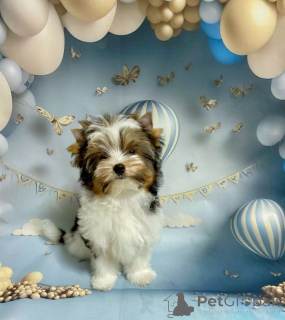 Foto №3. Victoria. Weißrussland