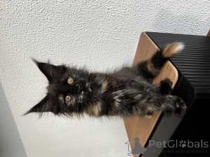 Foto №1. maine-coon-katze - zum Verkauf in der Stadt Pjatigorsk | 970€ | Ankündigung № 155992