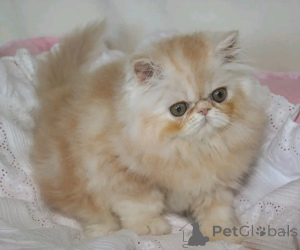 Foto №3. Munchkin-Kätchen zur Adoption Verflügbar. Deutschland