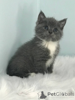 Foto №2 zu Ankündigung № 140366 zu verkaufen schottische faltohrkatze - einkaufen USA quotient 	ankündigung