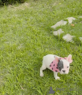 Foto №3. Französischer Bulldoggen-Welpe zur Adoption verfügbar. Deutschland