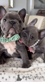 Foto №2 zu Ankündigung № 142821 zu verkaufen französische bulldogge - einkaufen Deutschland quotient 	ankündigung