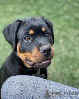 Foto №1. rottweiler - zum Verkauf in der Stadt Братислава | 450€ | Ankündigung № 118170