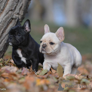 Zusätzliche Fotos: gesunde Französische Bulldoggenwelpen