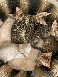 Foto №1. bengal katzenrasse - zum Verkauf in der Stadt Hamburg | verhandelt | Ankündigung № 163541