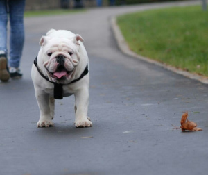 Foto №4. Ich werde verkaufen englische bulldogge in der Stadt Москва. züchter - preis - 2000€