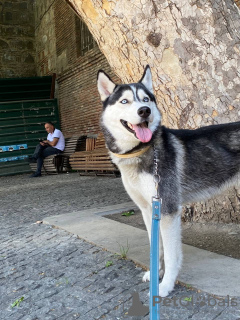Foto №2 zu Ankündigung № 24922 zu verkaufen siberian husky - einkaufen Georgien quotient 	ankündigung
