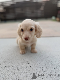 Foto №3. Gesunde, verspielte Mini-Dackel auf der Suche nach einer Familie für immer. Österreich