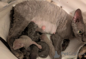 Foto №3. Devon Rex Kätzchen. Deutschland