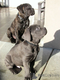 Foto №2 zu Ankündigung № 161085 zu verkaufen cane corso italiano - einkaufen Deutschland züchter