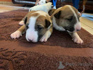 Foto №2 zu Ankündigung № 173378 zu verkaufen bullterrier - einkaufen Belgien 