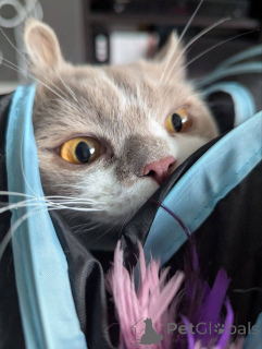 Foto №3. Kurzhaariges britisches männliches Kätzchen. Belgien