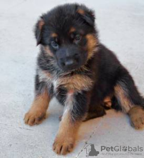 Foto №1. deutscher schäferhund - zum Verkauf in der Stadt Lisbon | verhandelt | Ankündigung № 126877