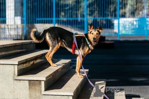 Zusätzliche Fotos: Gemischter Deutscher Schäferhund Graf in guten Händen