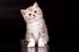 Zusätzliche Fotos: Britische Kätzchen aus Plüsch