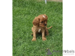 Foto №1. cavalier king charles spaniel - zum Verkauf in der Stadt Regensburg | 450€ | Ankündigung № 41662