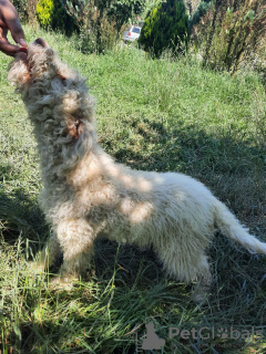 Foto №2 zu Ankündigung № 110018 zu verkaufen lagotto romagnolo - einkaufen Rumänien züchter