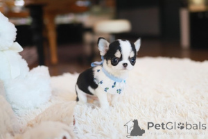 Foto №4. Ich werde verkaufen chihuahua in der Stadt Cold Spring Harbor. züchter - preis - verhandelt