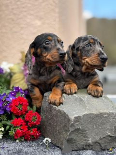 Foto №2 zu Ankündigung № 167373 zu verkaufen dackel - einkaufen Finnland quotient 	ankündigung