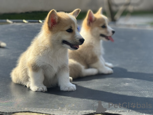 Zusätzliche Fotos: Pembroke Welsh Corgi Welpen