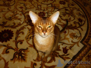 Foto №3. Abessinian Cat Vyatka Moskau in Russische Föderation. Ankündigung № 131744