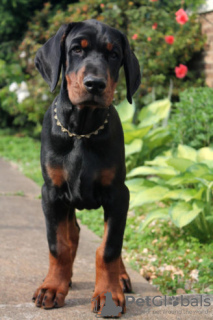 Foto №1. dobermann - zum Verkauf in der Stadt Inwil | 250€ | Ankündigung № 129271