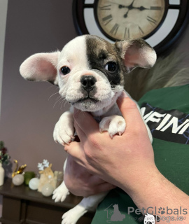 Foto №1. französische bulldogge - zum Verkauf in der Stadt Франкфурт-на-Майне | 414€ | Ankündigung № 128704