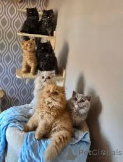 Foto №1. britisch langhaar - zum Verkauf in der Stadt Wien | 580€ | Ankündigung № 163816