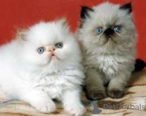 Foto №1. himalayan cat - zum Verkauf in der Stadt Valencia de Alcántara | verhandelt | Ankündigung № 176396