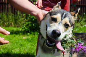 Zusätzliche Fotos: Asenka ist ein Husky-Mischling, ein wunderbarer Hund! In guten Händen