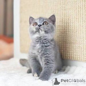 Foto №3. Chatons Britisch Kurzhaar auf Anfrage erhältlich.. Belgien