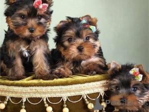 Foto №1. yorkshire terrier - zum Verkauf in der Stadt Kiawah Island | verhandelt | Ankündigung № 168784