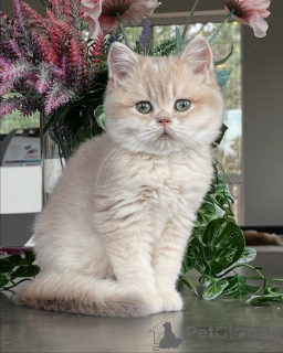 Foto №4. Ich werde verkaufen chinchilla-katze in der Stadt München. züchter - preis - verhandelt