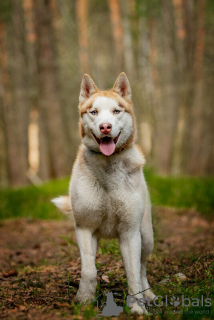 Zusätzliche Fotos: Der hübsche Husky Hart ist in guten Händen