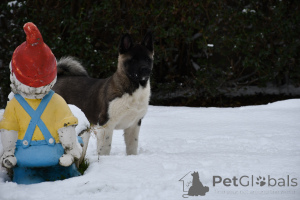 Foto №3. Amerikaner Akita. Serbien