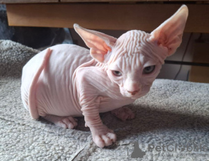 Foto №4. Ich werde verkaufen sphynx-katze in der Stadt Дармштадт. quotient 	ankündigung - preis - verhandelt