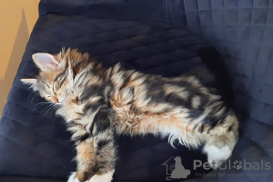 Foto №3. Kurilen-Bobtails. Polen