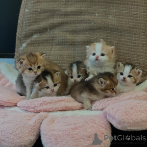 Foto №1. britisch langhaar - zum Verkauf in der Stadt Berlin | verhandelt | Ankündigung № 161184