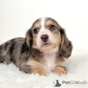 Foto №3. Dackelwelpen zu verkaufen. Frankreich