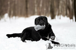 Foto №2 zu Ankündigung № 120234 zu verkaufen mischlingshund - einkaufen Russische Föderation quotient 	ankündigung