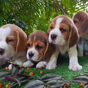 Foto №1. beagle - zum Verkauf in der Stadt Miami | 473€ | Ankündigung № 56348
