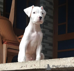 Foto №1. dogo argentino - zum Verkauf in der Stadt Branson | 804€ | Ankündigung № 50806